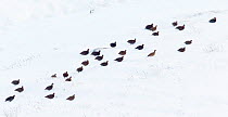 Red grouse (Lagopus lagopus scoticus), large group on snow-covered moorland, Scotland, UK, December.