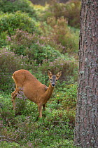 Roe deer (Capreolus capreolus) doe in pine woodland, Cairngorms National Park, Scotland, UK, August.
