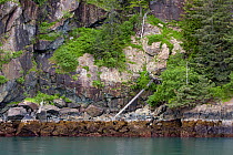 Coastline of Prince William Sound, Alaska, USA. June 2013.