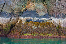 Colorful algae covered rocks at low tide, Prince William Sound, Alaska, USA. June 2013.