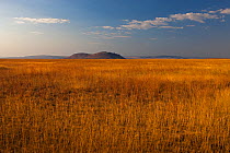 Grassland habitat for migratory locust (Locusta migratoria capito) near Isalo National Park, Madagascar, August 2013.