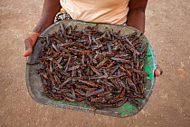 Migratory Locust (Locusta migratoria capito) collected for food, near Isalo National Park, Madagascar. August 2013.