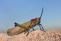 Giant painted locust (Phymateus saxosus) Isalo National Park, Madagascar. August.