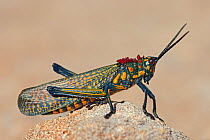 Giant painted locust (Phymateus saxosus) Isalo National Park, Madagascar