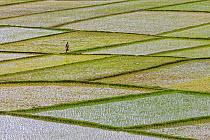 Rice (Oryza sativa) crop growing in terraced fields, Antananarivo Province, Madagascar, December 2013.