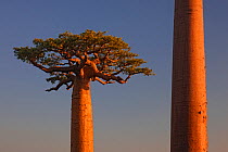 Grandidier's Baobab trees (Adansonia grandidieri) near Morondava, Madagascar December 2013.