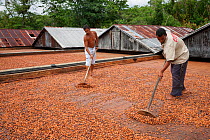 Cocoa (Theobroma cacao) workers on cocoa farm with tools turning naturally drying beans, Ilheus, Brazil, December.