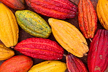 Cocoa (Theobroma cacao) fruit, Ilheus, Brazil, December.