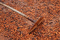 Cocoa (Theobroma cacao) tool for turning naturally drying beans, Ilheus, Brazil.