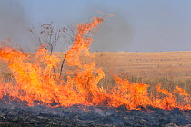 Fire set by farmer to kill migrating locusts (Locusta migratoria capito). Very often the fire gets out of control and destroys many hectares of grassland. Near Isalo National Park, Madagascar. August...