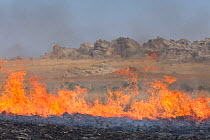 Fire set by farmer to kill migrating locusts (Locusta migratoria capito). Very often the fire gets out of control and destroys many hectares of grassland. Near Isalo National Park, Madagascar. August...