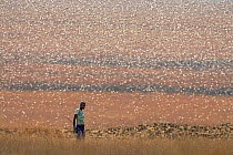 Migratory Locust (Locusta migratoria capito) swarm flying over grassland, near Isalo National Park, Madagascar. August 2013.