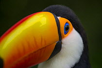 Toco Toucan (Ramphastos toco) captive, from South America.