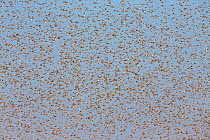 Migratory Locust (Locusta migratoria capito) swarm flying, near Isalo National Park, Madagascar. August 2013.