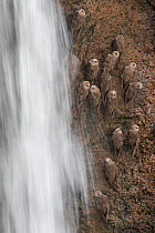 Great Dusky Swifts (Cypseloides senex) perched on cliff in front of waterfall, Iguazu National Park, Brazil, January 2014.