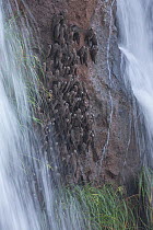 Great Dusky Swifts (Cypseloides senex) perched on cliff in front of waterfall, Iguazu National Park, Brazil, January 2014.