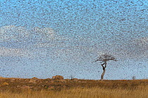Migratory Locust (Locusta migratoria capito) swarm flying, near Isalo National Park, Madagascar. August 2013.