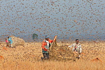 People catching Migratory locusts (Locusta migratoria capito) for human consumption with mosquito nets at early morning when they can not fly long distances. Near Isalo National Park, Madagascar. Augu...