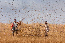 People catching Migratory locusts (Locusta migratoria capito) for human consumption with mosquito nets at early morning when they can not fly long distances. Near Isalo National Park, Madagascar. Augu...
