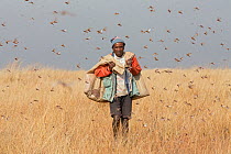 Farmer with bags of Migratory locusts (Locusta migratoria capito) collected for human consumption using mosquito nets in early morning when they can not fly long distances, near Isalo National Park, M...