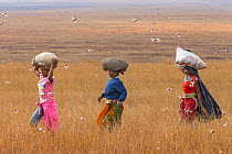 Women carrying  bags of Migratory locusts (Locusta migratoria capito) on their heads, for human consumption,  near Isalo National Park, Madagascar. August 2013.
