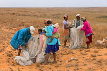 People loading Migratory locusts (Locusta migratoria capito)  into plastic sack for transport. Caught for human consumption using mosquito nets in early morning when they can not fly long distances, n...
