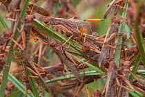 Migratory Locust (Locusta migratoria capito) adult animals feeding and resting in grass, near Isalo National Park, Madagascar. August 2013.