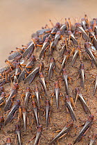 Migratory Locust (Locusta migratoria capito) adults basking on termite mound, near Isalo National Park, Madagascar. August 2013.
