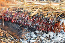 Migratory locusts (Locusta migratoria capito) roasted over a fire.  Near Isalo National Park, Madagascar. August 2013.