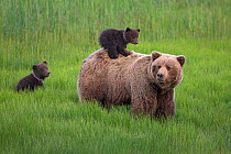 Grizzly Bear / Coastal Brown Bear (Ursus arctos horribilis) mother with two spring cubs, one riding on her back, Lake Clark National Park, Alaska, USA. June.