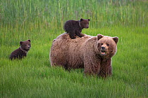 Grizzly Bear / Coastal Brown Bear (Ursus arctos horribilis) mother with two spring cubs, one riding on her back, Lake Clark National Park, Alaska, USA. June.