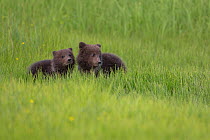 Grizzly Bear / Coastal Brown Bear (Ursus arctos horribilis) two spring cubs in grass, Lake Clark National Park, Alaska, USA. June.