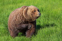 Grizzly Bear / Coastal Brown Bear (Ursus arctos horribilis) scratching itself, Lake Clark National Park, Alaska, USA. June.