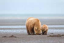 Grizzly Bear / Coastal Brown Bear (Ursus arctos horribilis) mother with cub digging for clams on tidal flats, Lake Clark National Park, Alaska, USA. June.