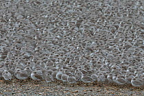 Flock of Red Knot (Calidris canutus) in winter plumage, gathered at high tide roost, Snettisham, RSPB Reserve, Norfolk, England, UK. November.