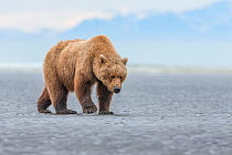 Grizzly Bear / Coastal Brown Bear (Ursus arctos horribilis) walking on tidal flats, Lake Clark National Park, Alaska, USA. June.