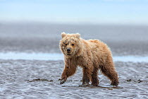 Grizzly Bear / Coastal Brown Bear (Ursus arctos horribilis) cub walking on tidal flats, Lake Clark National Park, Alaska, USA. June.