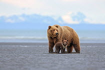 Grizzly Bear / Coastal Brown Bear (Ursus arctos horribilis) mother with spring cub digging for clams on tidal flats, Lake Clark National Park, Alaska, USA. June.
