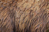 Grizzly Bear / Coastal Brown Bear (Ursus arctos horribilis) wet fur close up, Lake Clark National Park, Alaska, USA. June.