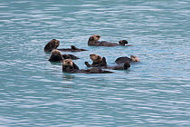 Sea Otter (Enhydra lutris) group rafting, Prince William Sound, Alaska, USA. June.