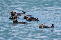 Sea Otter (Enhydra lutris) group raft, floating on their backs, Prince William Sound, Alaska, USA. June.
