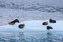 Sea Otters (Enhydra lutris) one with pup, on ice floe, Prince William Sound, Alaska, USA. June.