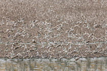 Flock of Red Knot (Calidris canutus) in winter plumage, gathered at high tide roost, some taking flight, Snettisham, RSPB Reserve, Norfolk, England, UK. November.