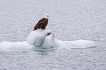 Bald Eagle (Haliaeetus leucocephalus) resting on ice, Prince William Sound, Alaska, USA. June.