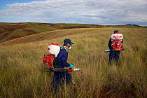 Food and Agriculture Organization (FAO) locust control operation. Spraying insecticides on the ground to kill Migratory locust (Locusta migratoria capito) nymphs. Ground control operations are necessa...