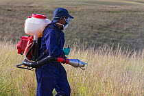 Food and Agriculture Organization (FAO) locust control operation. Spraying insecticides on the ground to kill Migratory locust (Locusta migratoria capito) nymphs. Ground control operations are necessa...