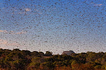 Migratory Locust (Locusta migratoria capito) swarm flying, Isalo National Park, Madagascar. August 2013.