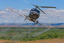 Helicopter spraying insecticides, Food and Agriculture Organization (FAO) locust control operation. Near Miandrivazo, Madagascar December 2013.
