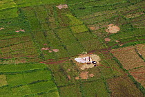 Farmers harvesting rice (aerial photo). Habitat for migratory locust (Locusta migratoria capito), near Miandrivazo, Madagascar, December 2013.