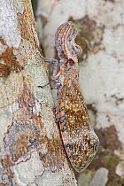 Lantern Bug (Fulgora sp), Atlantic Rainforest, Ilheus, Brazil, December.